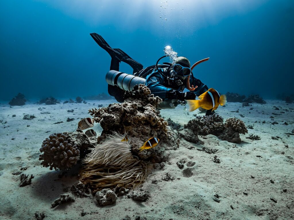 diver, nature, anemone, fish, underwater, clown fish